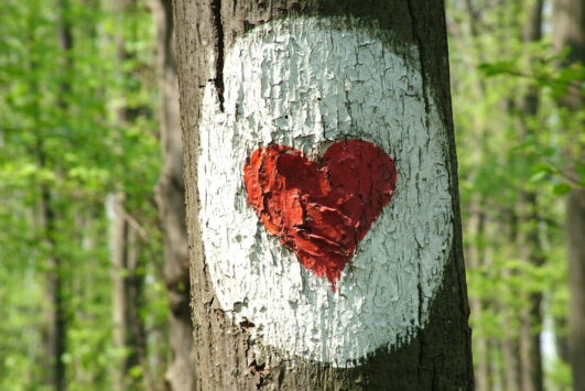 A szív útján a Délvidéken