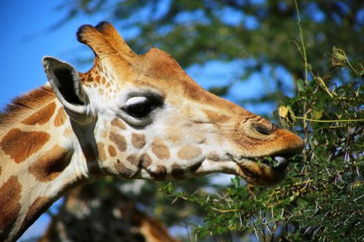 Új-Zéland és afrikai szafarik egy fotós szemével - Csámborgó Világjáró Klub (előadás!)