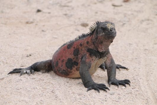 Az Andok köderdőitől az elefántlábúak szigetéig, Ecuador - Galapagos